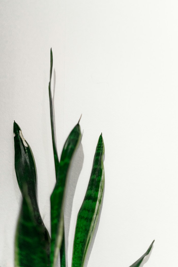 Sansevieria