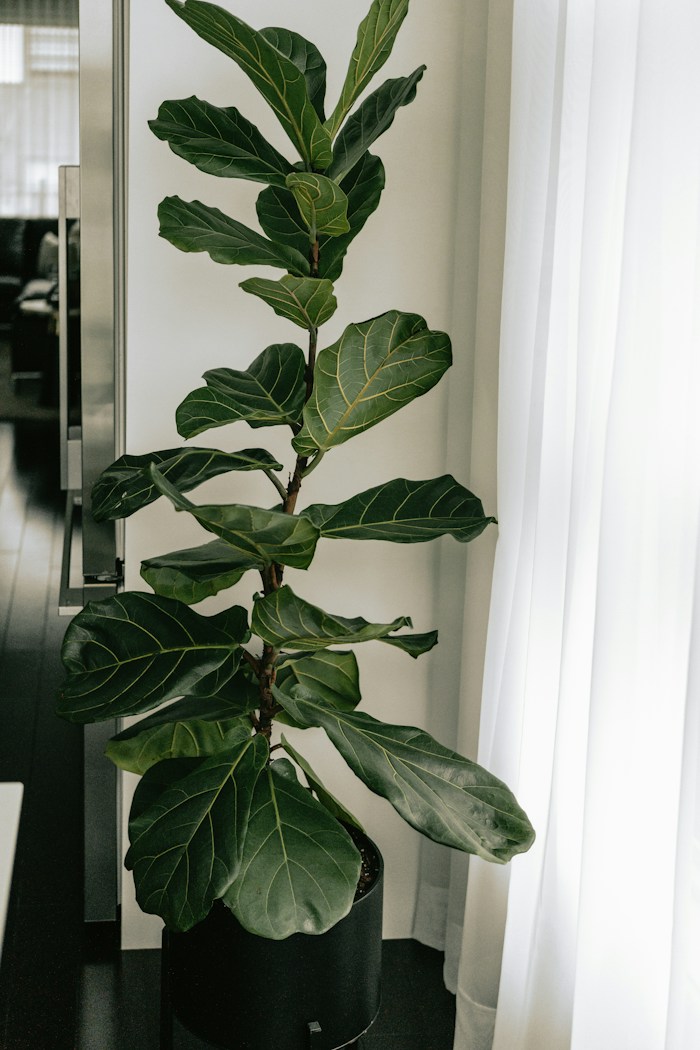 Ficus lyrata